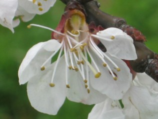 fiore-di-albicocca-6