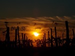 tramonto-sulle-vigne-del-sangiovese-2
