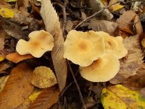 funghi vertine ottobre 2019 (22)