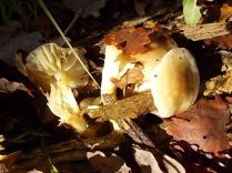 vertine bosco funghi novembre (7)