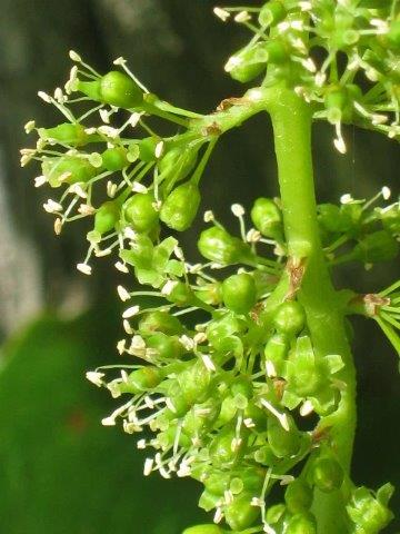 uva-in-fiore (2)