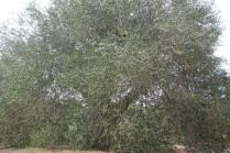 ulivi carichi di olive sant'antimo (5)
