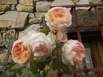 rose antiche chiesa vertine (1)