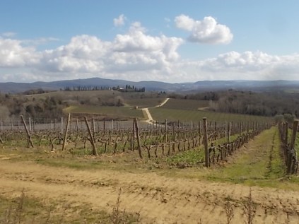 vigne e coccinella berardenga febbraio 2022 (7)