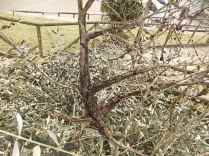potatura olivi parcheggio la vigna castelnuovo berardenga (10)