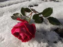 rosa federica del chianti vertine e neve (2)