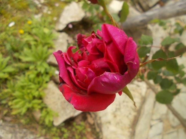 rosa rossa profumatissima